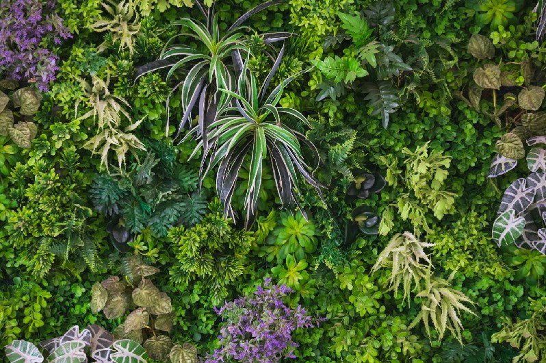 Rainforest
