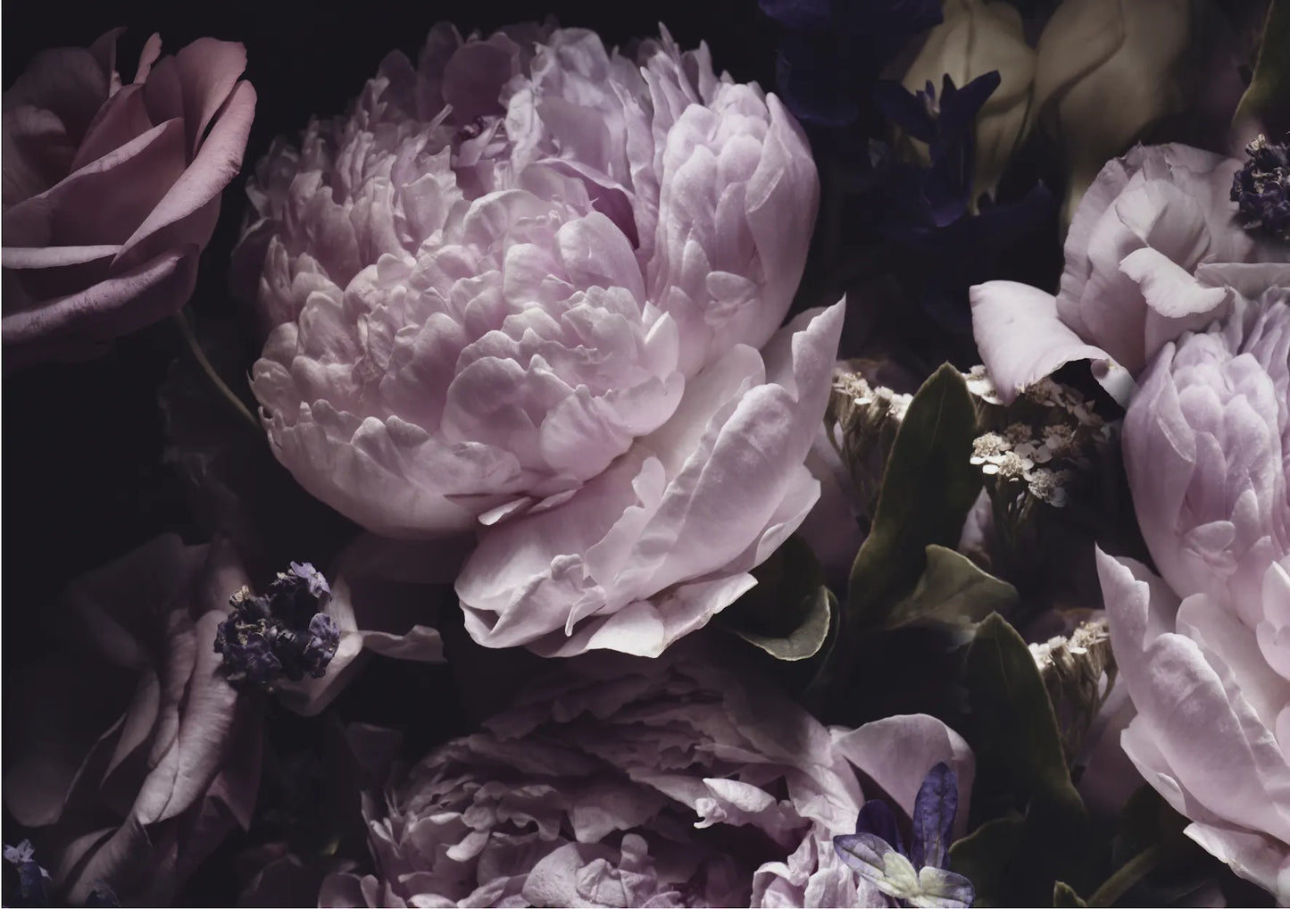 Peonies